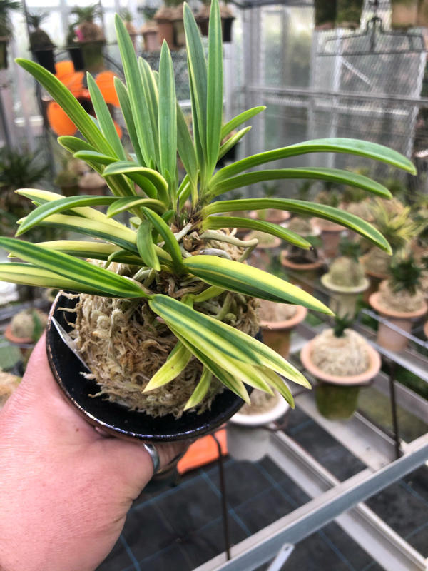 銀嶺の美術株 : □ サムライ オーキッド □ 富貴蘭 セレクトショップ