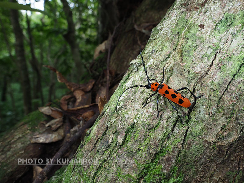 奄美大島固有の天牛虫 フェリエベニボシカミキリ : くま次郎の