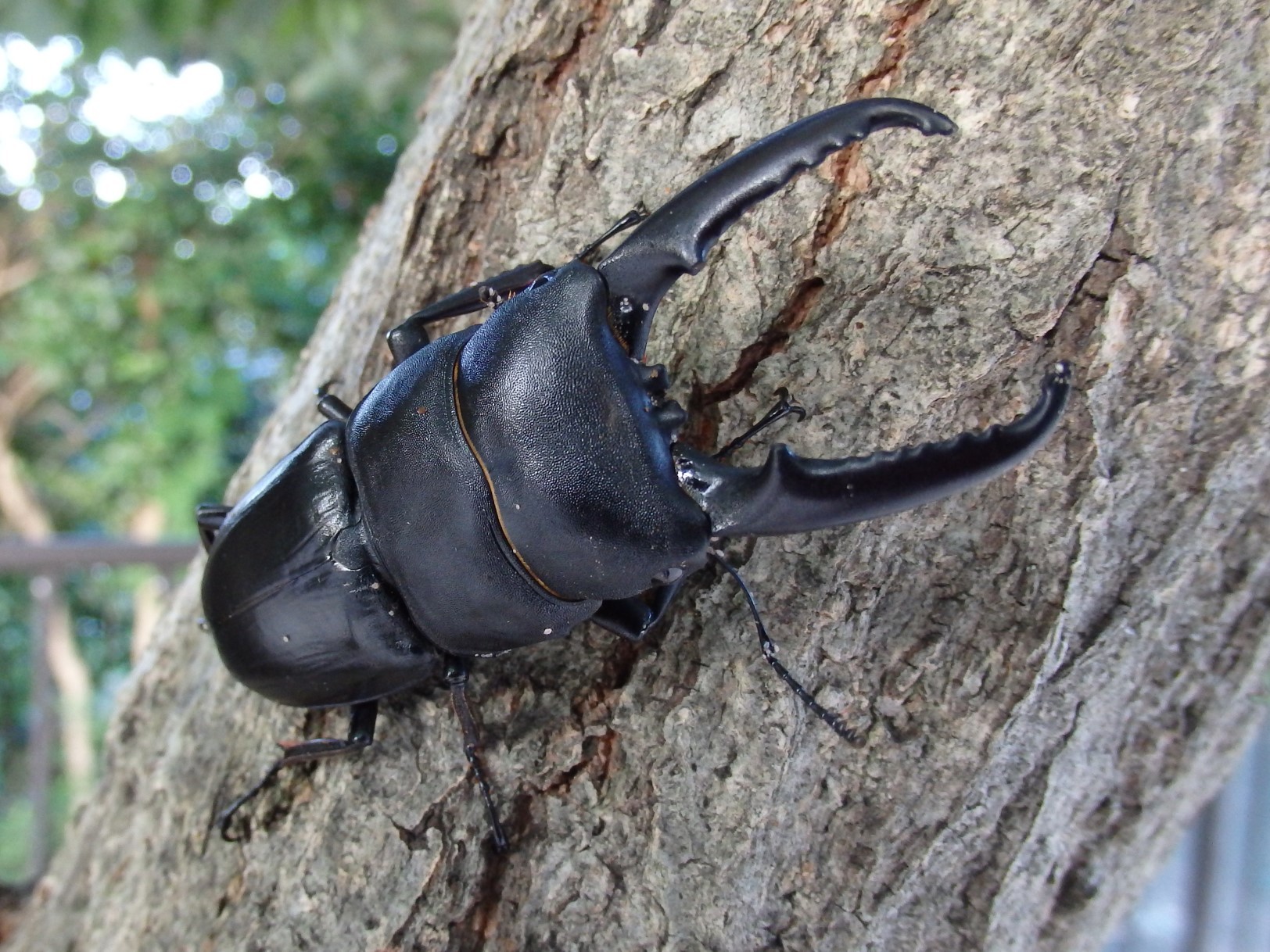 新潟県のオオクワガタ採集！鬼隊長さん、ジェントルさんの2020年自慢の