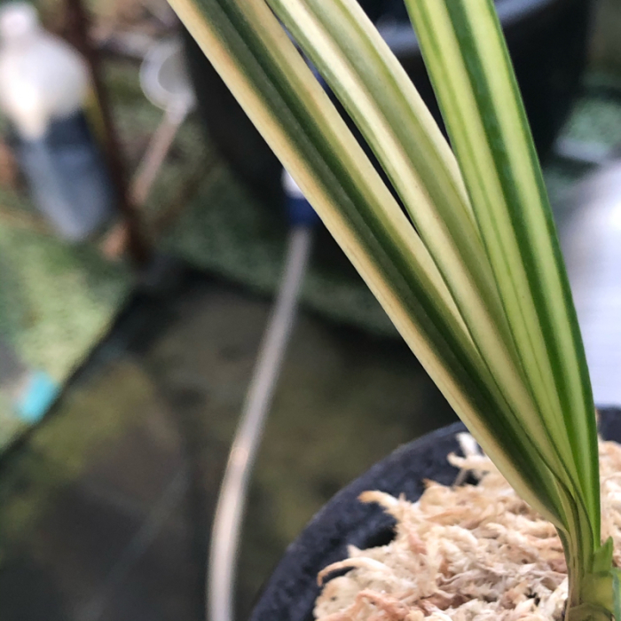 湖東錦 : □ サムライ オーキッド □ 富貴蘭 セレクトショップ MAIL