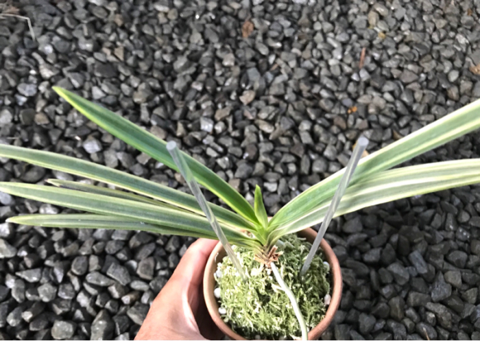 湖東錦 : □ サムライ オーキッド □ 富貴蘭 セレクトショップ MAIL