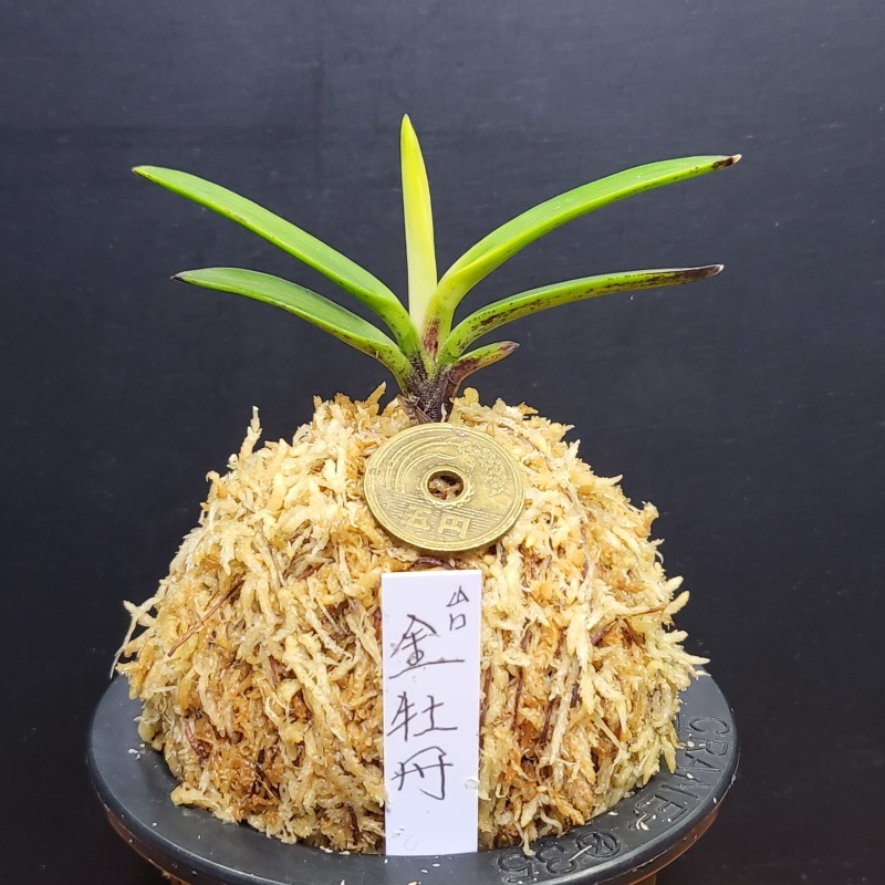 富貴蘭 金牡丹 山口 : 富貴蘭チャンネル