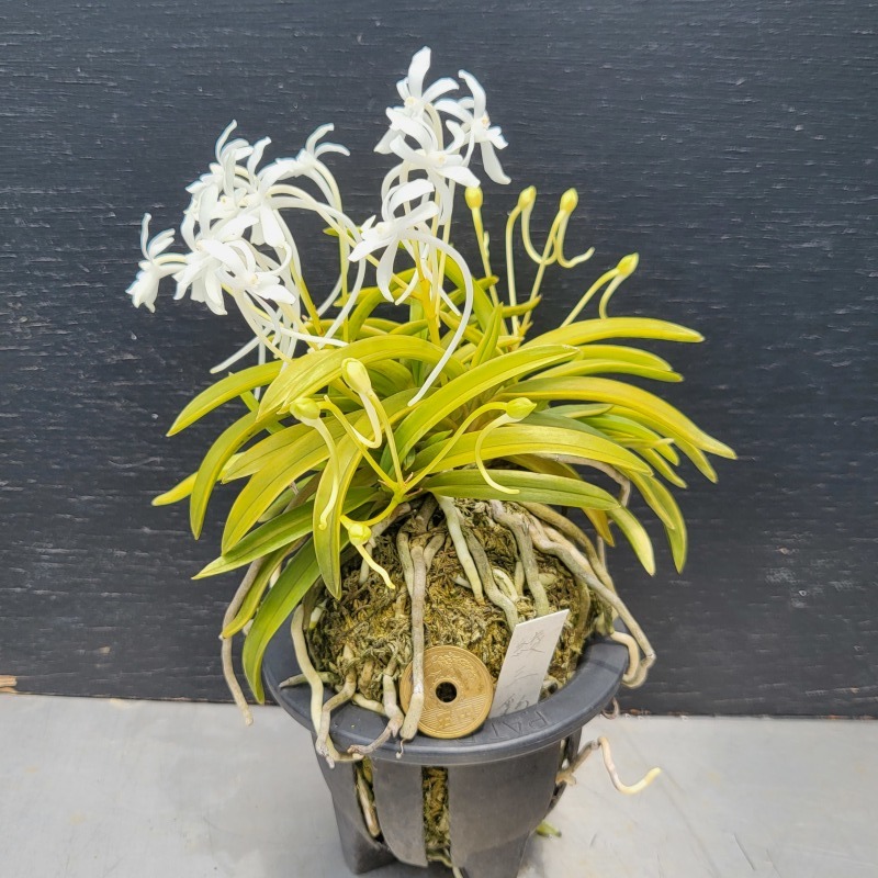 富貴蘭 青軸富嶽・株立 : 富貴蘭チャンネル