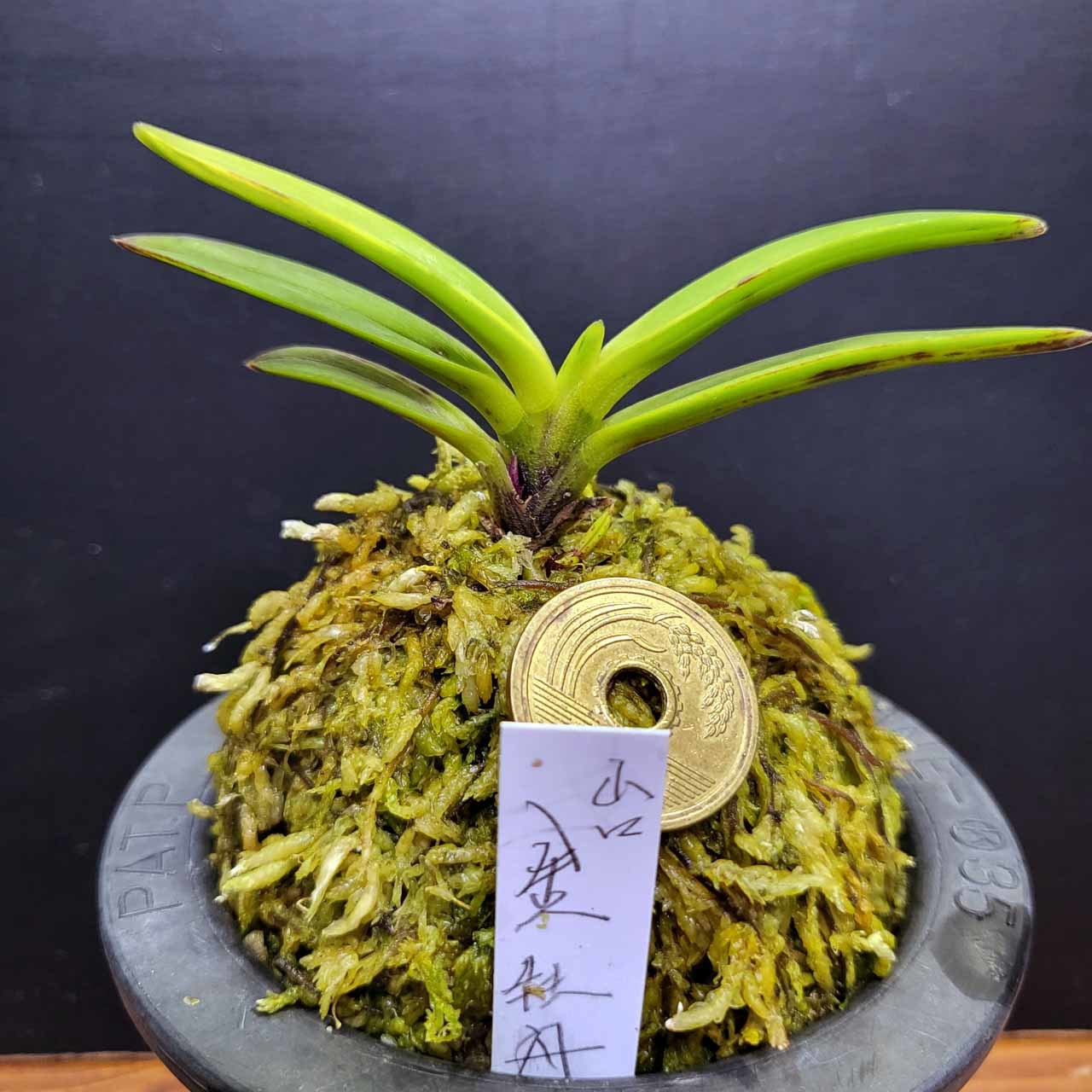 富貴蘭 金牡丹山口・割仔 : 富貴蘭チャンネル