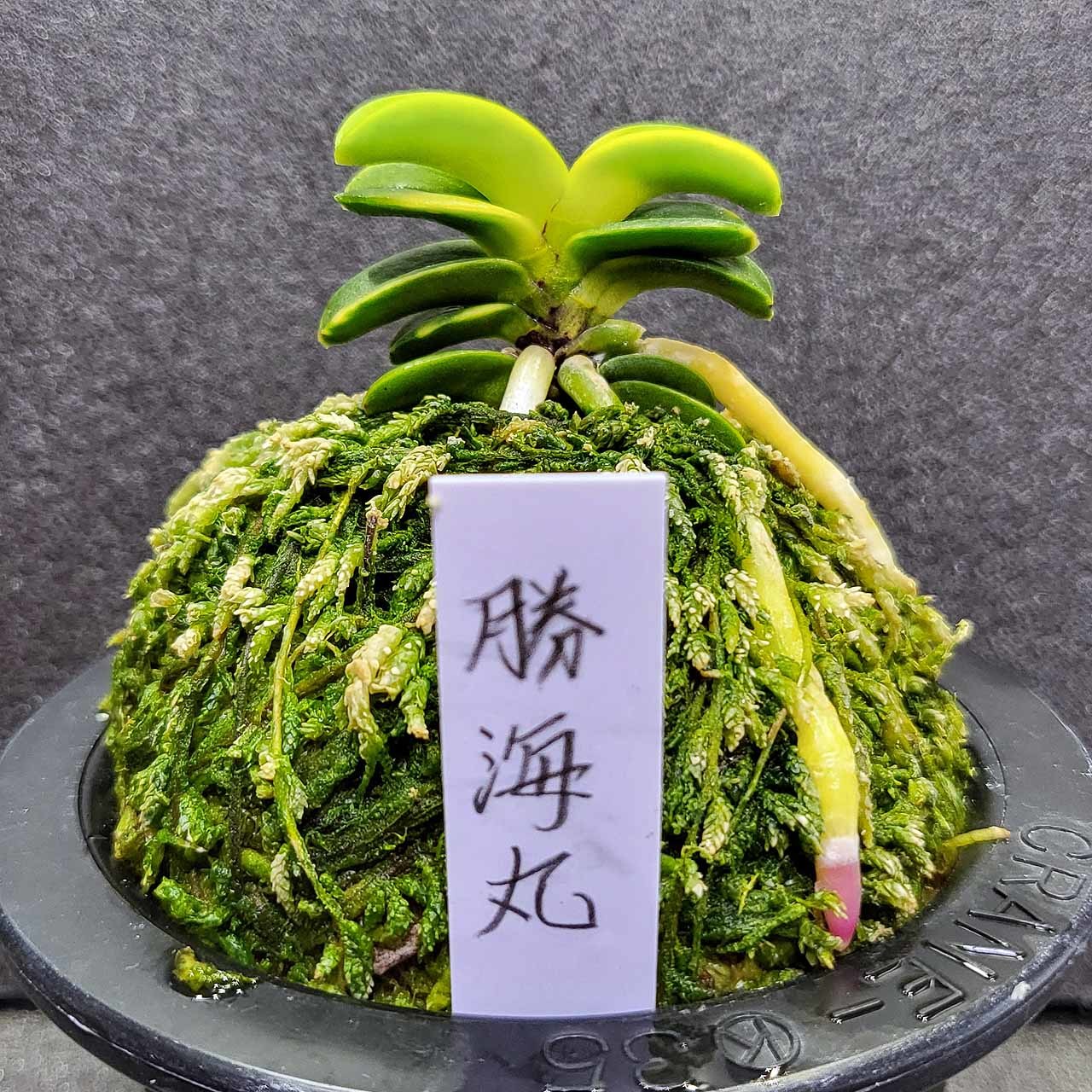 富貴蘭 青海牡丹（仮名）を勝海丸と改めました。 : 富貴蘭チャンネル