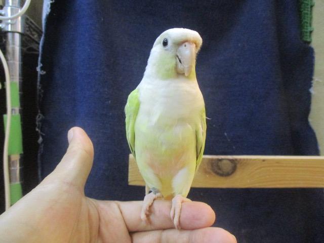 ウロコインコ ミントシナモン - 子犬や子猫たちのペット販売情報が満載
