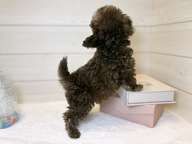 アーチフィッター トイプー ベージュ Lサイズ 未使用 image;width=1600