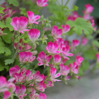 TAMRON(タムロン)のレンズ SP AF17-50mm F/2.8 XR Di II VC LD