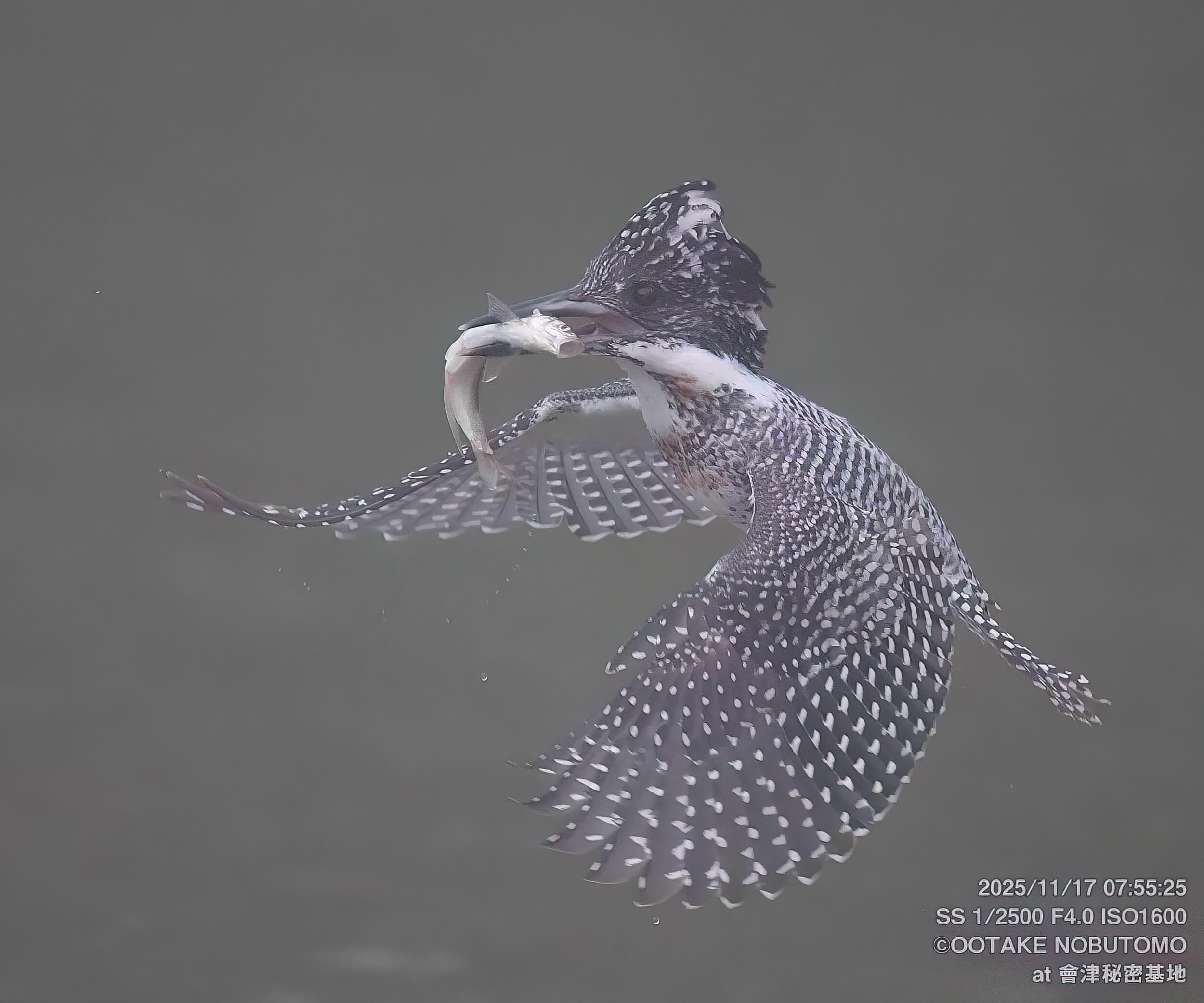 今日のヤマセミ 霧の中大暴れ～ ハンティング3回！ » 野鳥撮影ガイド