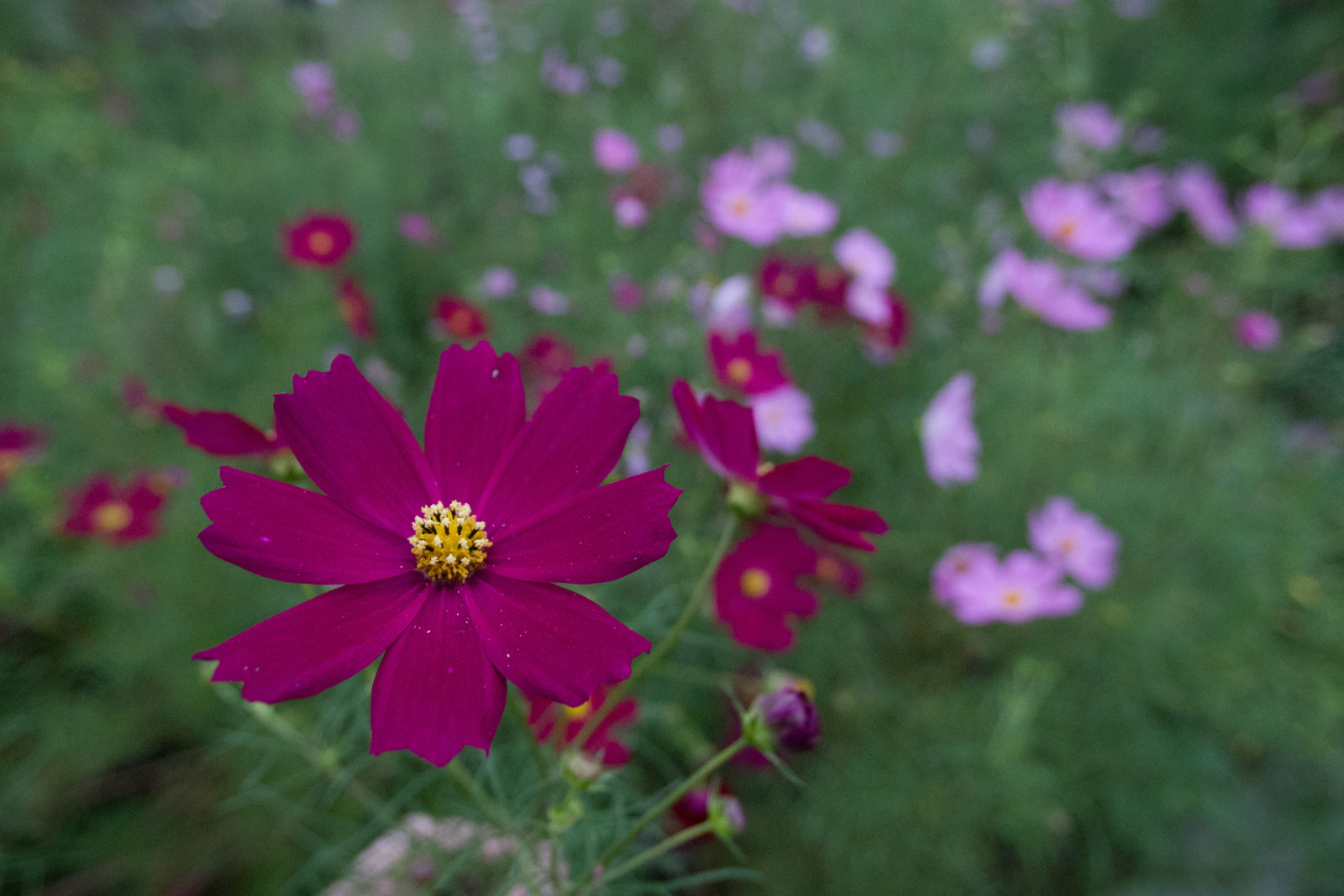 smc PENTAX-DA 14mm F2.8 ED [IF] - レンズ - pentax memo