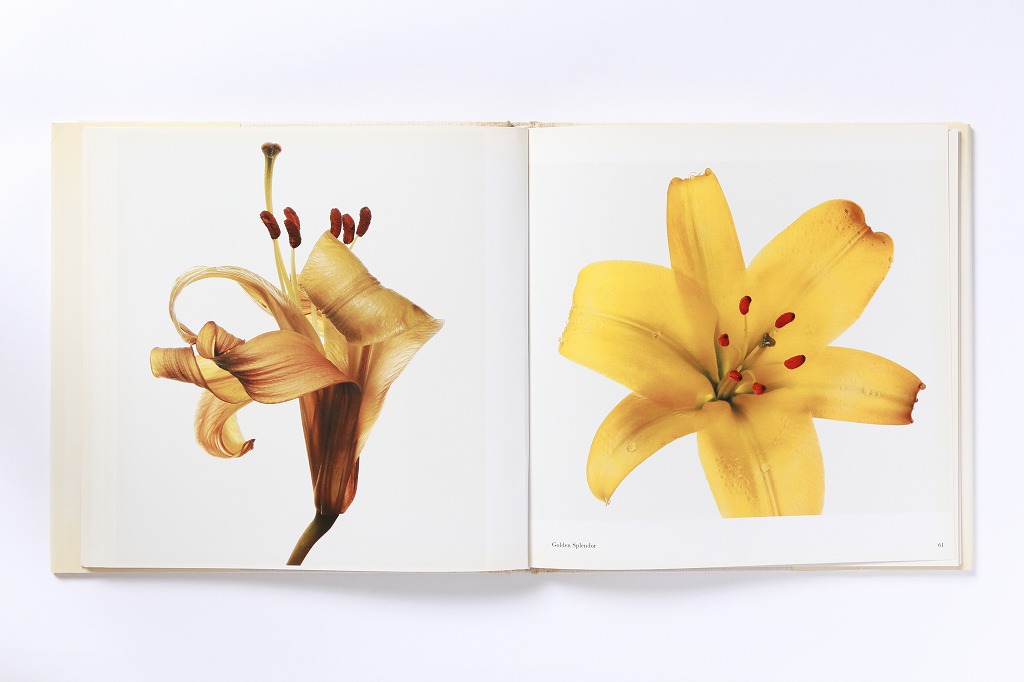 花の撮り方にはまだまだ可能性がある。アーヴィング・ペン『フラワーズ