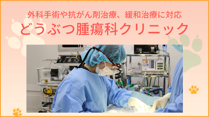腫瘍科 | ピジョン動物愛護病院