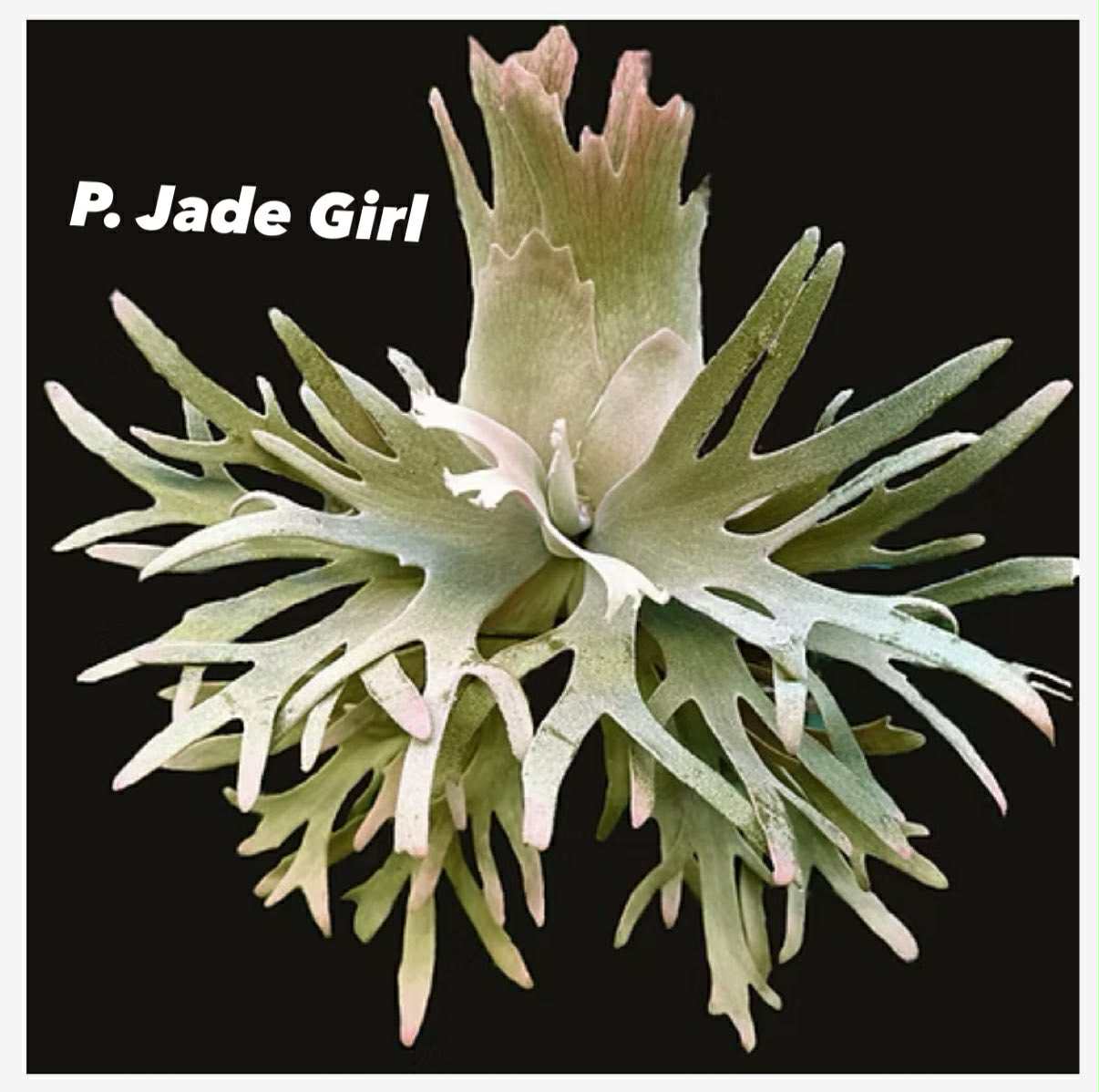 Platycerium willinckii 