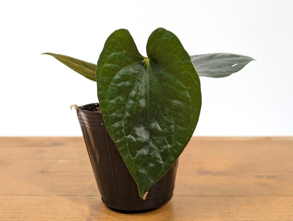 Anthurium 'Happy Bunny' (Pinkleyi x Luxurians) – PLANTAMANI Plants