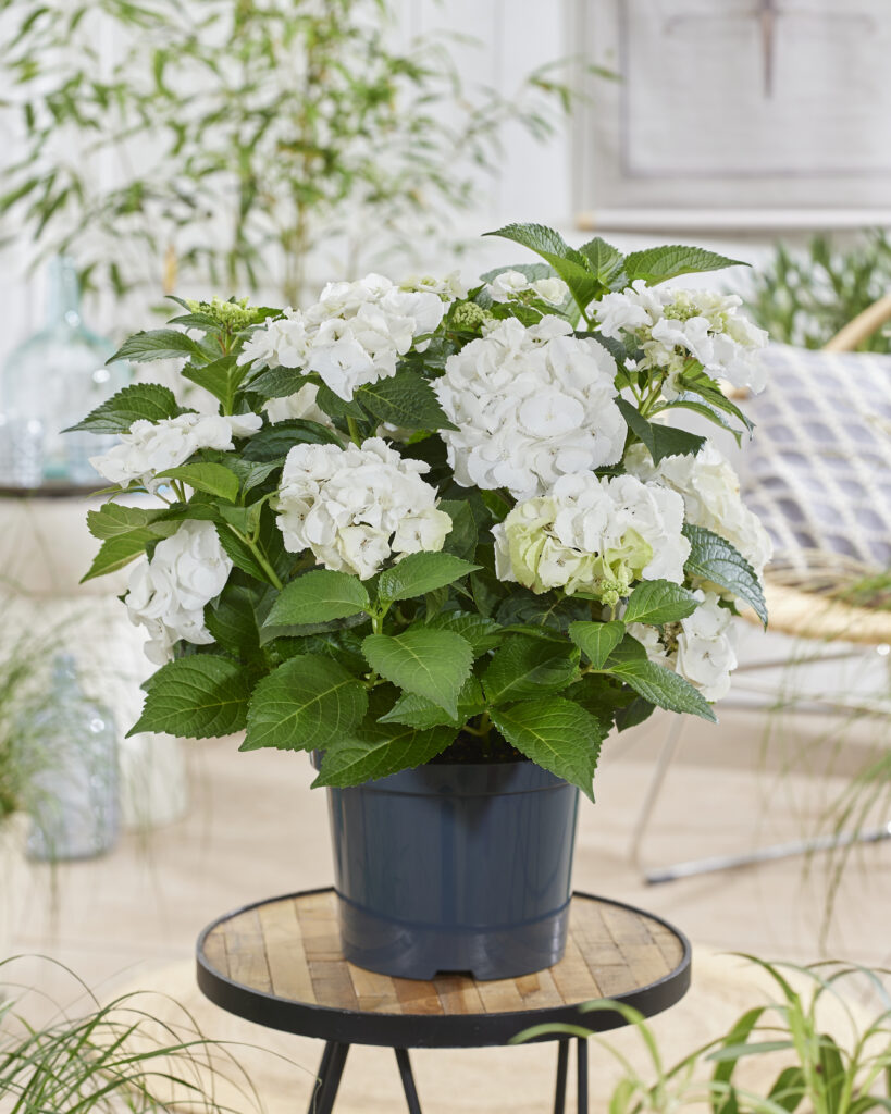 Nieuwigheden Mid-Season Days 2025 - PLANTARIUM|GROEN-Direkt