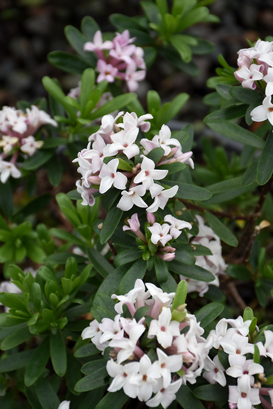 Eternal Fragrance Daphne (Daphne x transatlantica 'BLAFRA') in