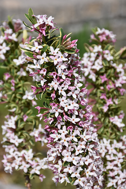 Carol Mackie Daphne (Daphne x burkwoodii 'Carol Mackie') in