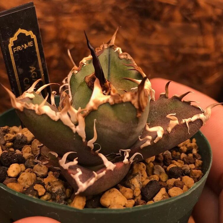 アガベ チタノタ シーザー(凱撒)の特徴と育て方｜白くうねる鋸歯と王者