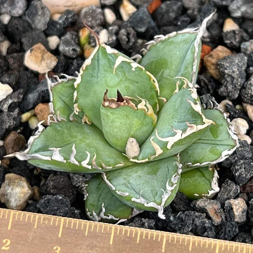 アガベ チタノタ フィリグリー(圓葉拇指)の特徴と育て方｜金銀細工の