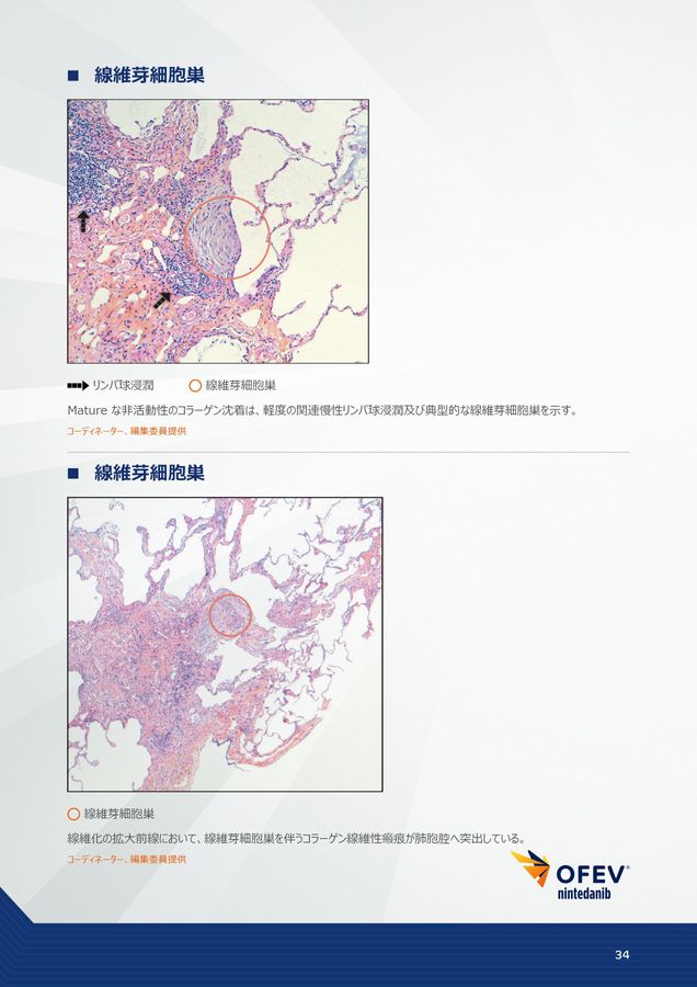 美品 組織病理カラーアトラス 第3版 組織病理カラーアトラス第3版 立ち読み