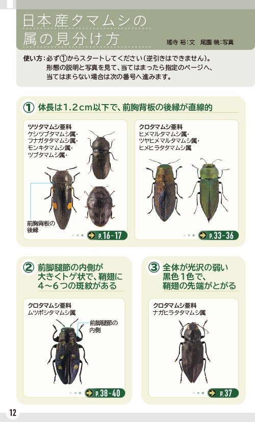 森の宝石と称される美しい昆虫「日本産タマムシ」の識別図鑑、本日発売