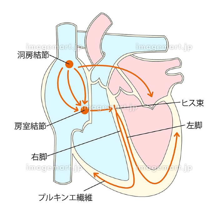 心臓の刺激伝導系のイラスト [240621258]｜毎月1点無料（フリー）の