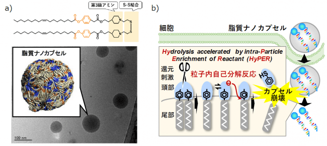 細胞の中で自発的に内封物を放出するナノカプセルを開発～mRNAを用いた