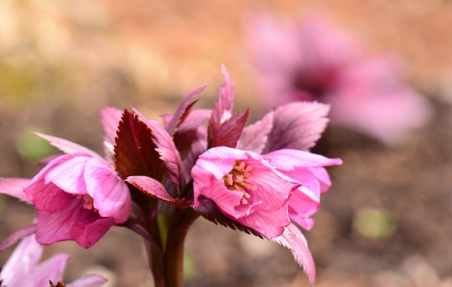 中国・四川省に生育する珍しいクリスマスローズ ヘレボルス