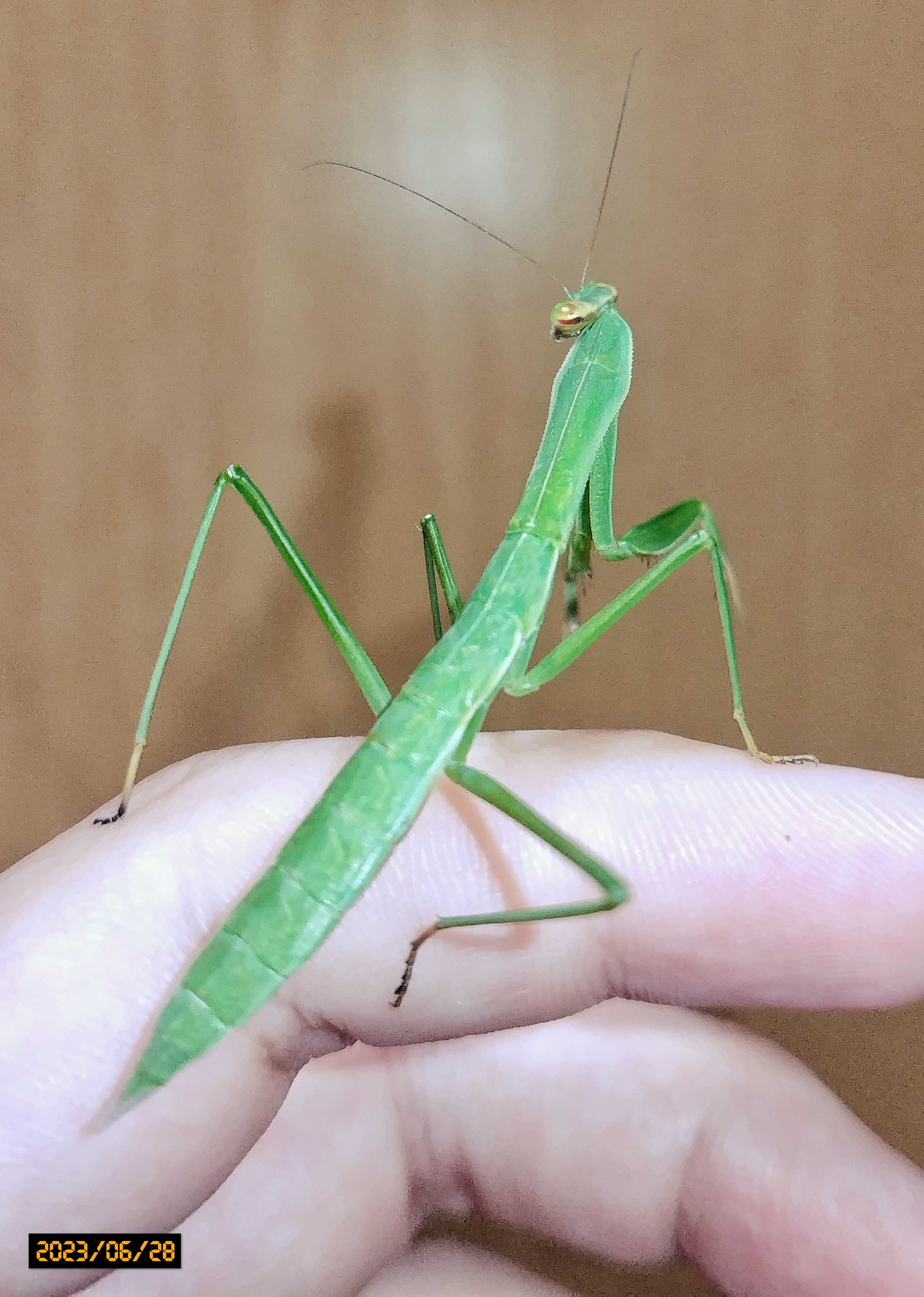 カマキリパパ【4年 理科上1-19、下1-18、社会上1-6、9-19】 カマキリ