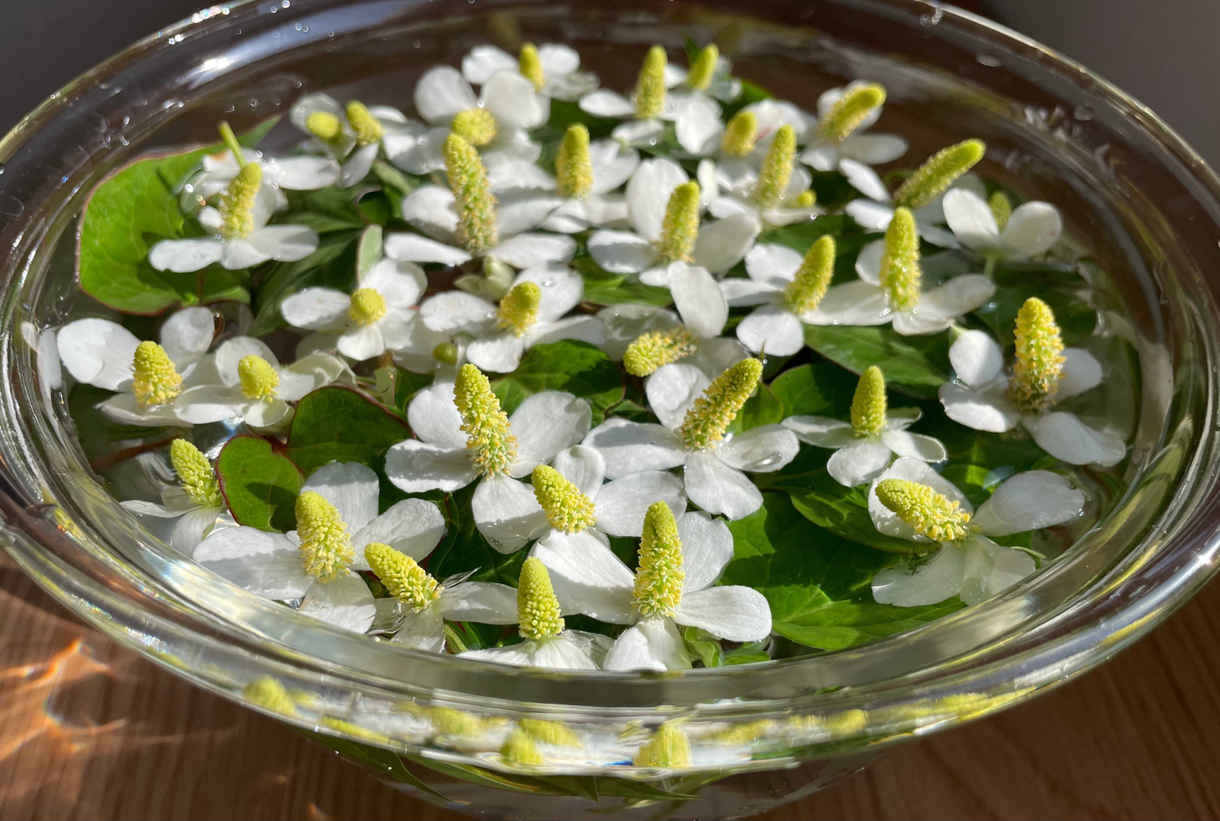 村上光太郎の「薬草を食べる」ドクダミの薬効・食べ方