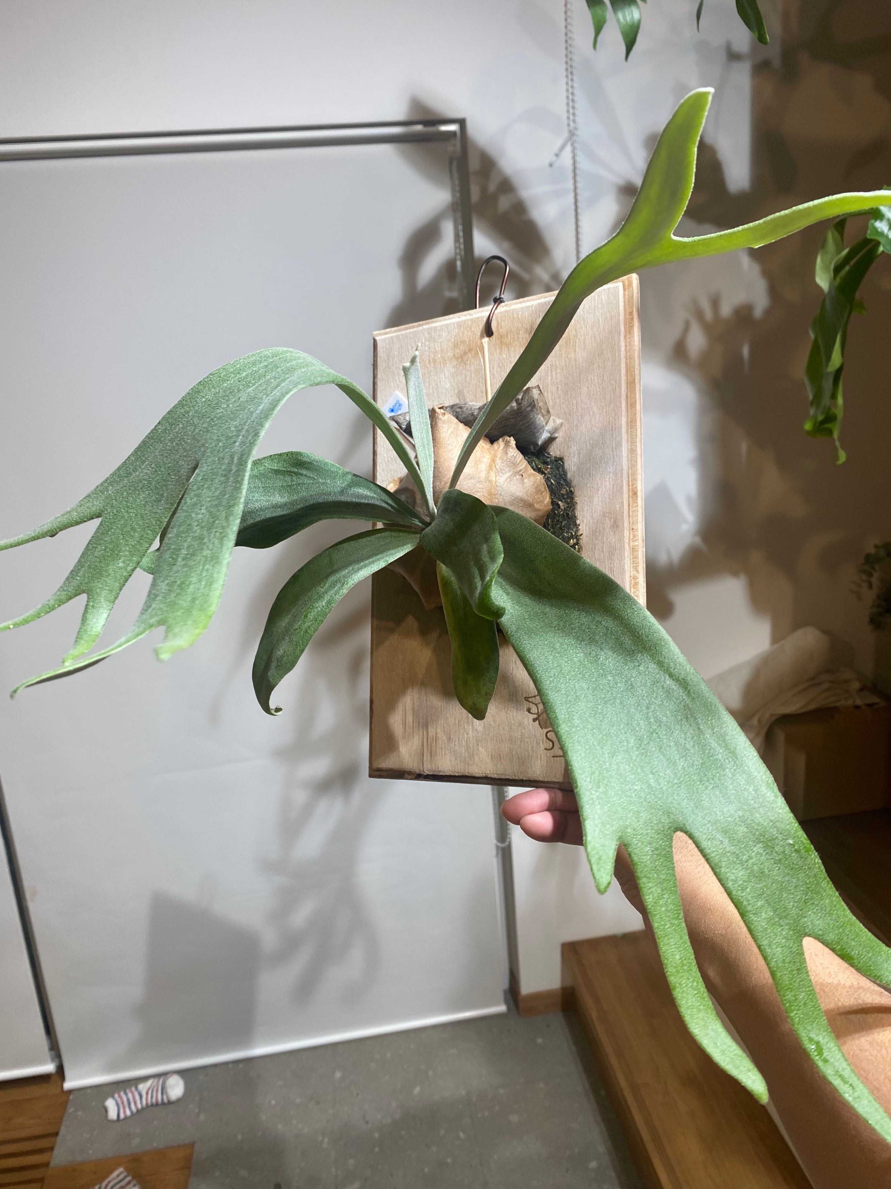 最近のビカクシダ - 釣れたら正解