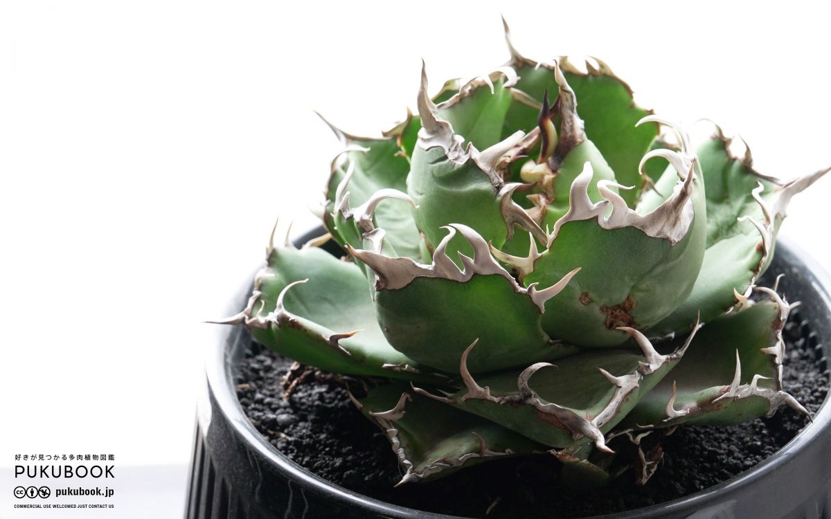 断捨離】おまとめ品 アガベ チタノタ シーザー ボール 大株 断捨離】お