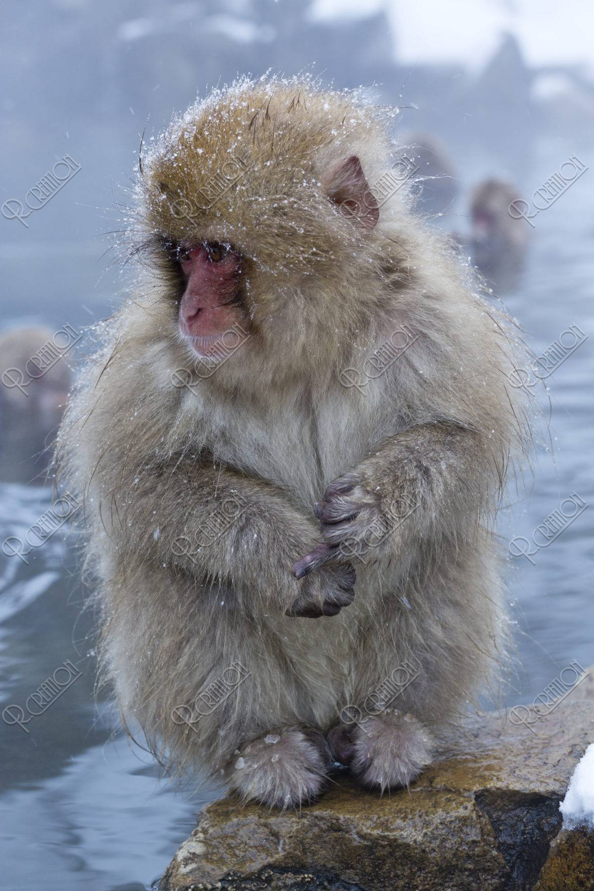 地獄谷野猿公苑 雪猿 | 写真 | アールクリエーション