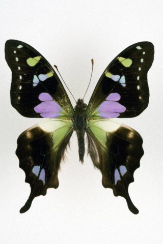 ルリモンアゲハ 98mm 南インド | 写真 | アールクリエーション