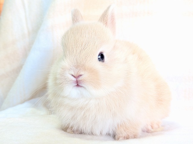 250618nd3 | 埼玉東京のうさぎ専門店ラビファー埼玉東京のうさぎ専門店