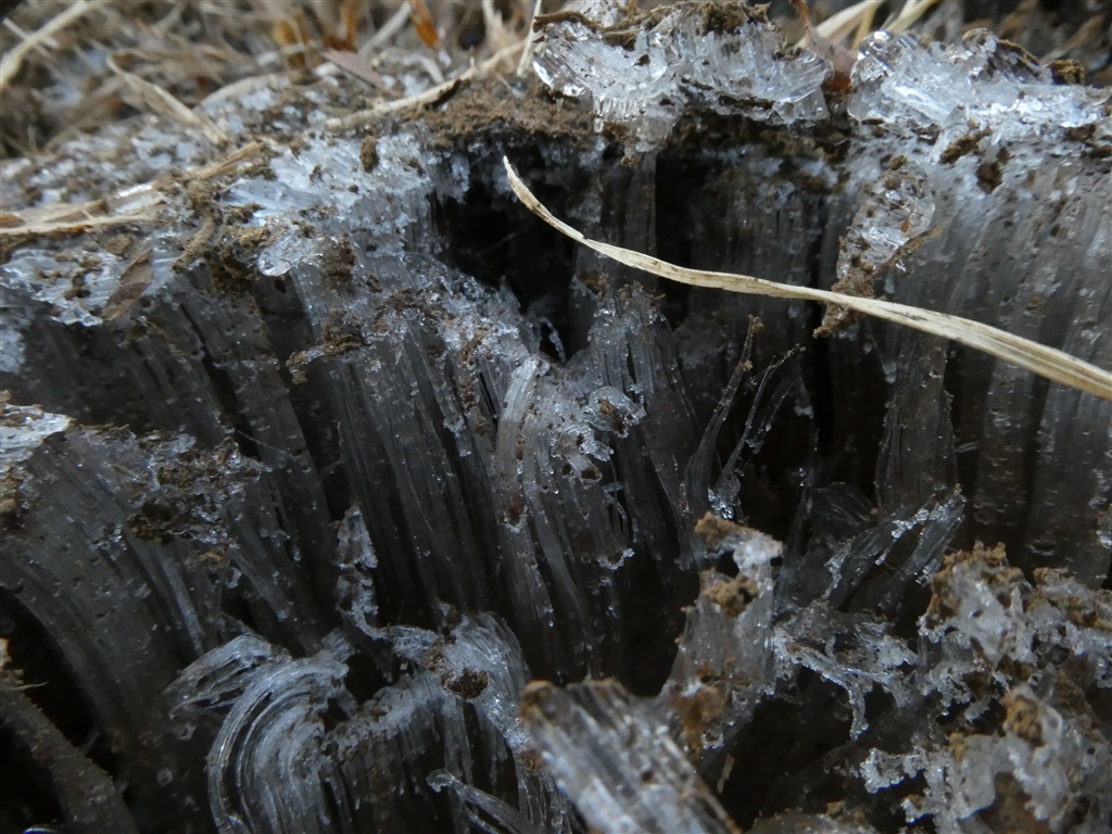 価格.com - 『マクロの作例。パナは近づいて撮ることとマクロを混同し