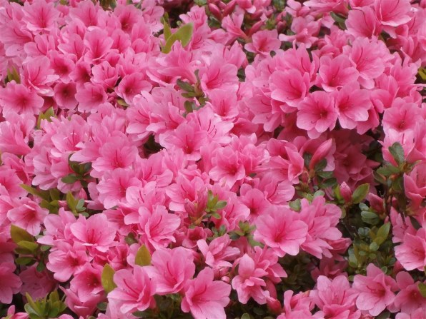 オリンパス OLYMPUS STYLUS VG-190 [シルバー]投稿画像・動画