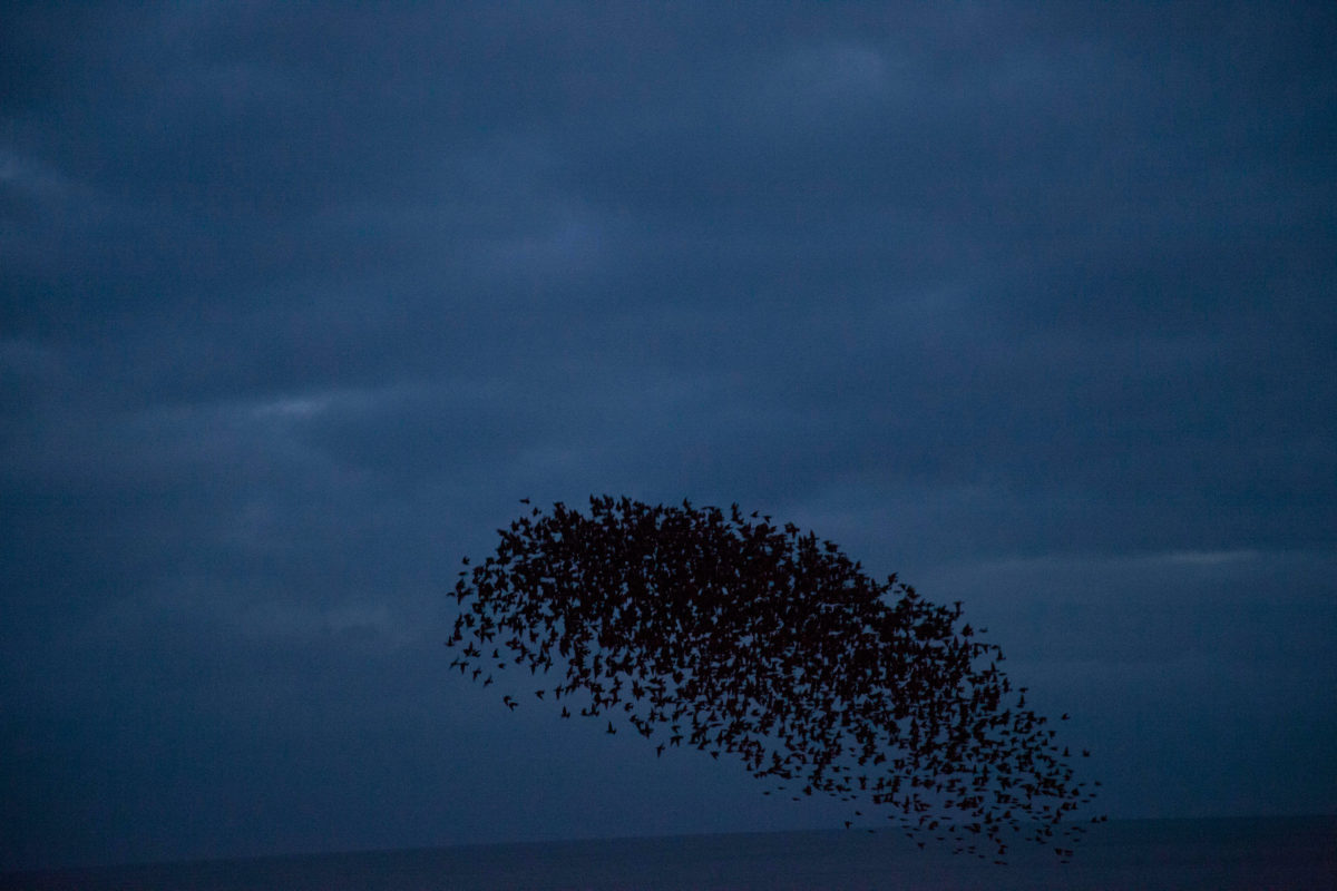 Rinko Kawauchi – 川内倫子| Halo