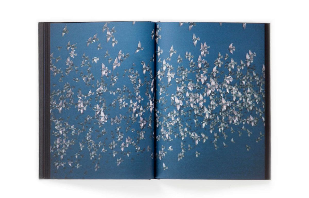 Rinko Kawauchi – 川内倫子 | Halo