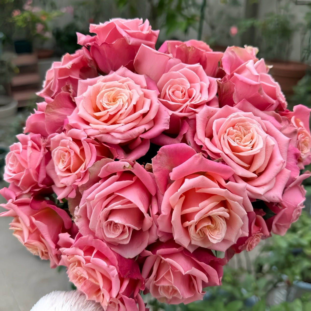 Promise Rose Plant|诺言 – Rose_Explosion
