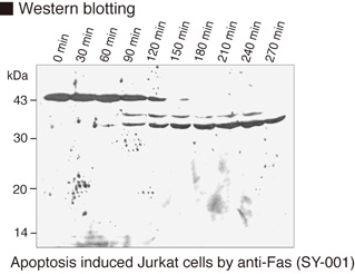 Anti-Caspase-9 mAb（Monoclonal, 5B4） | 抗体 | MBLライフサイエンス