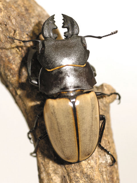 カステルナウツヤクワガタ - カブトムシ・クワガタムシ - ペット - Y