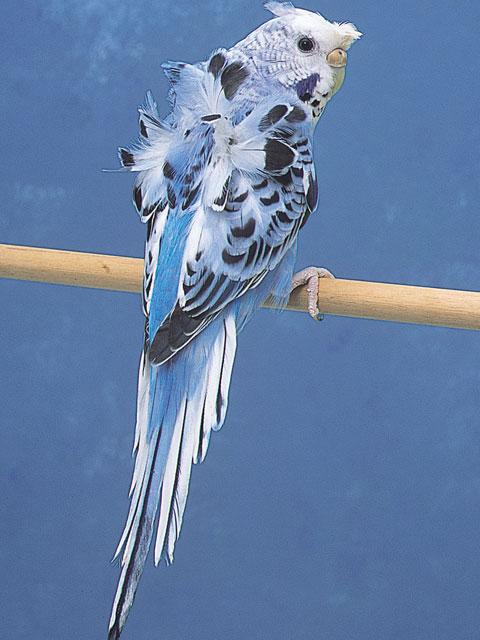 ハゴロモセキセイインコ - 鳥 - ペット - Y!きっず図鑑