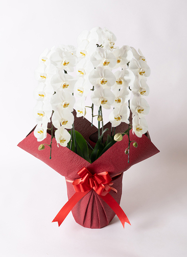 large-flower-white-2_red.jpg?