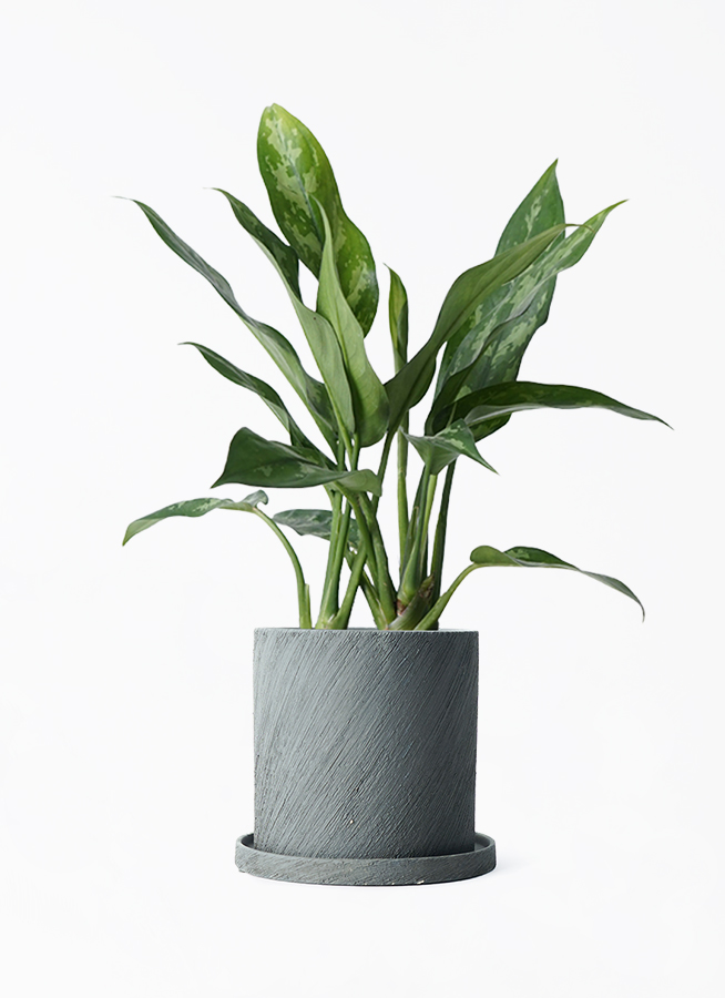 観葉植物 アグラオネマ 4号 エッシ 16 H ブラック 付き | 観葉植物なら