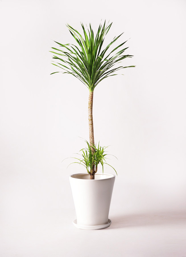 観葉植物 ドラセナ カンボジアーナ 10号 1本立ち プラスチック鉢