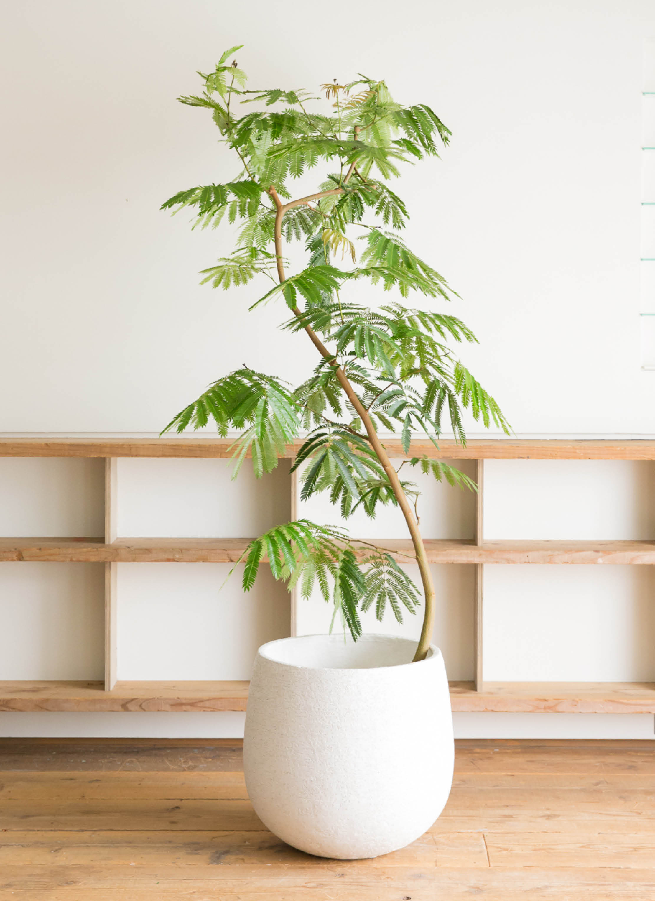 観葉植物ならHitoHana(ひとはな)