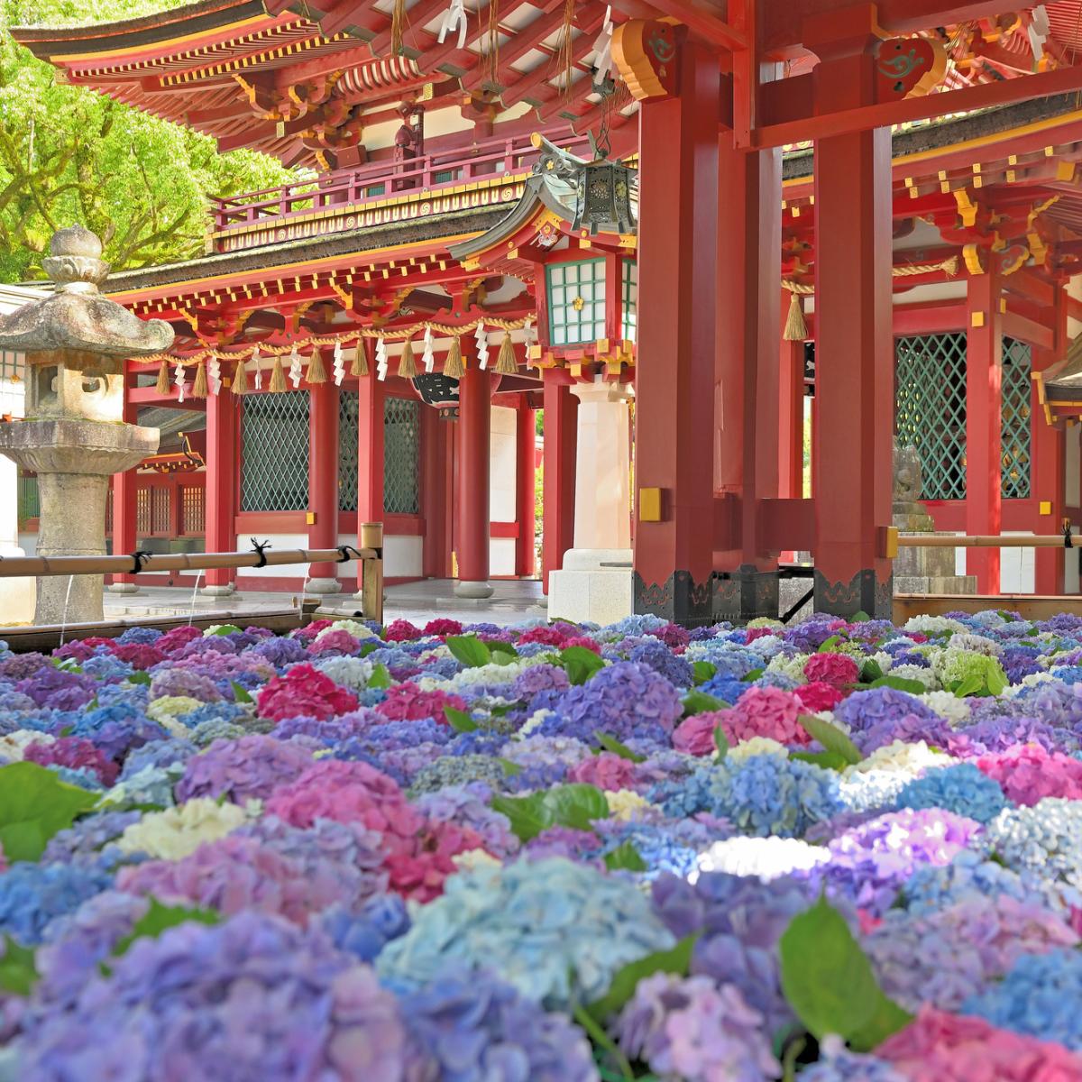 九州の紫陽花】開花や見頃＆祭り情報｜福岡や鹿児島をはじめ29の名所を