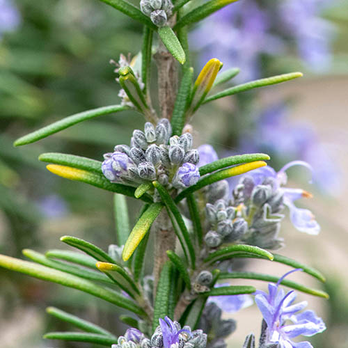 Rosemary 'Miss Jessopp's Upright' 9cm Pot | YouGarden