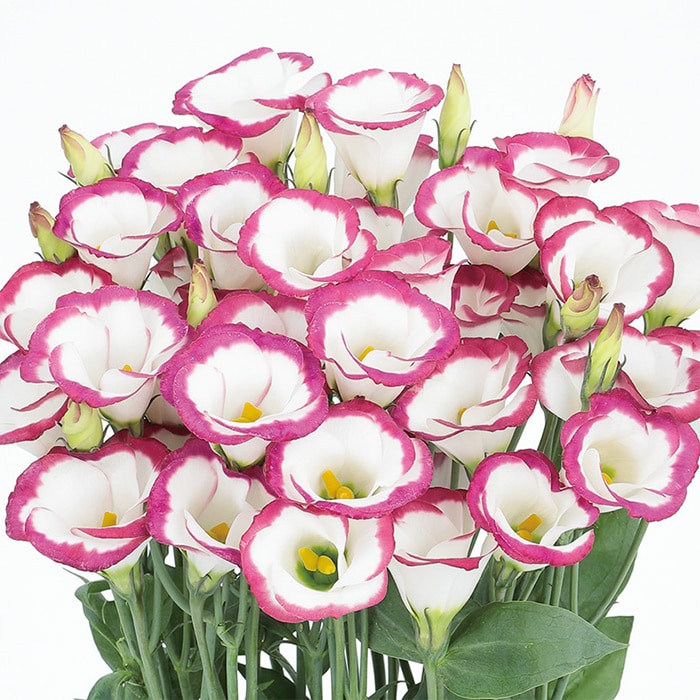 トルコギキョウ ソロ(R) PF ローズピコティー｜種（タネ）,球根,苗